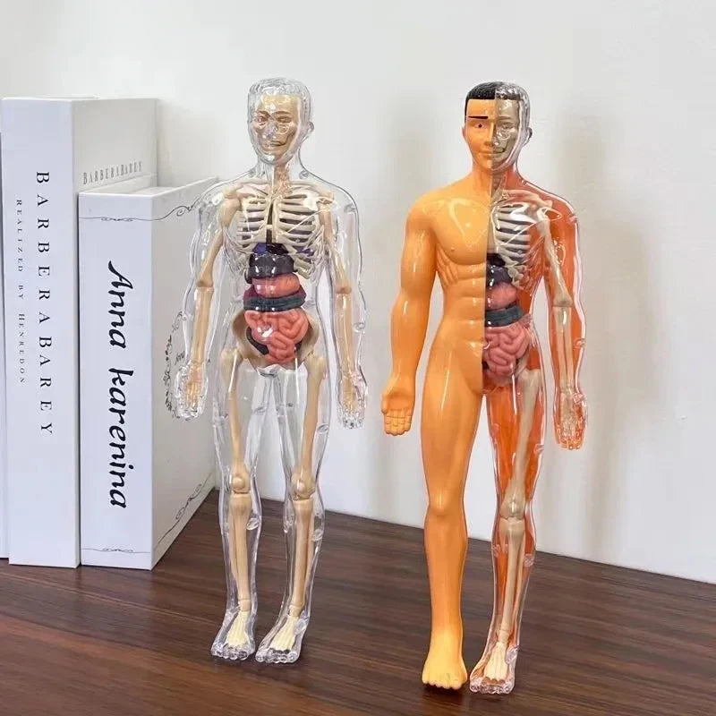 BodyVision™ Clear Anatomy Model